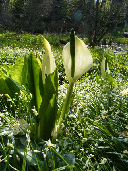 Fr�hling im Botanischen Garten - Aaronstab