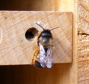 Biene vor einem Einschlupfloch