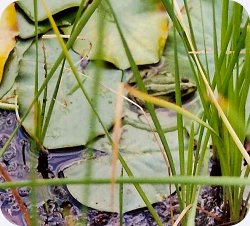 Seerosen-Teich mit Frosch