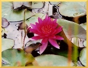 Fotos G�ttingen - Botanischer Garten