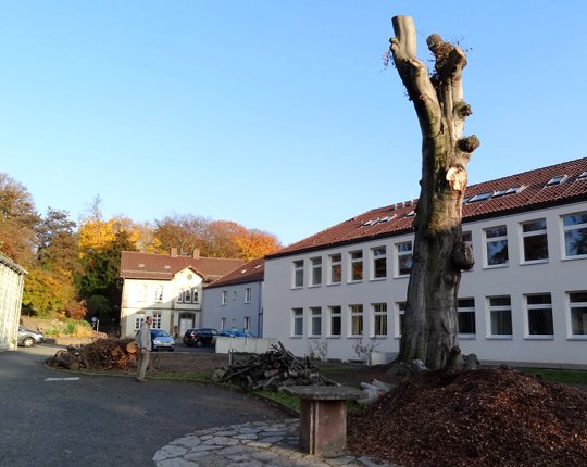 Der kl�gliche Rest der Rotbuche