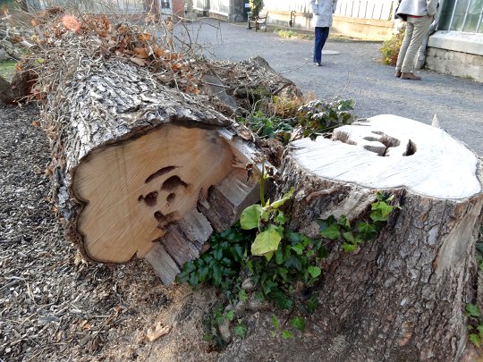 Der zerst�rte Stamm der Catalpa