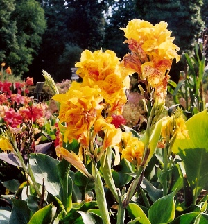 Canna - indisches Blumenrohr