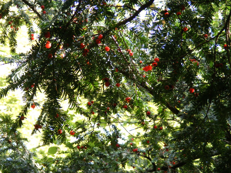 Eibenzweig mit Fr�chte