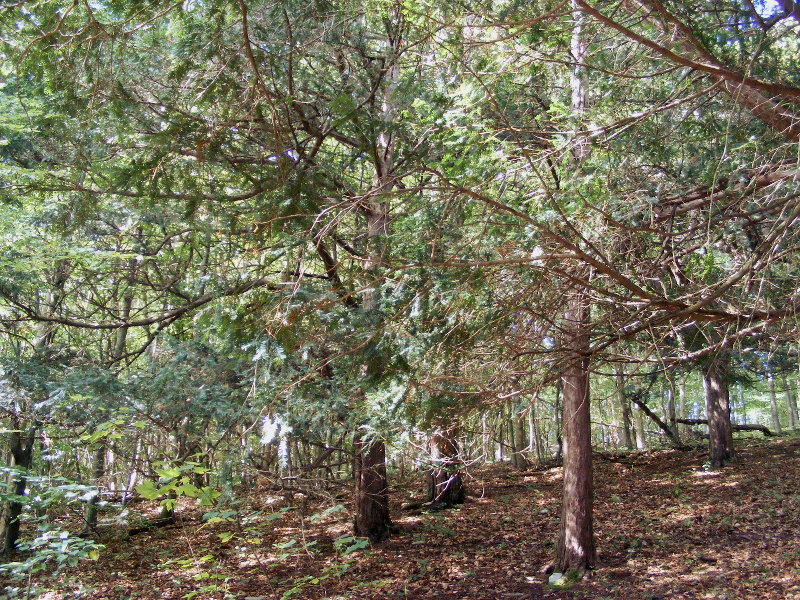 Eibenwald am Hainberg