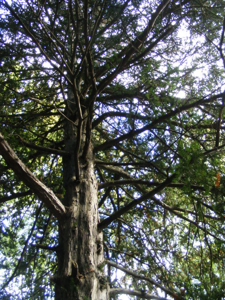 Eibenwald am Hainberg