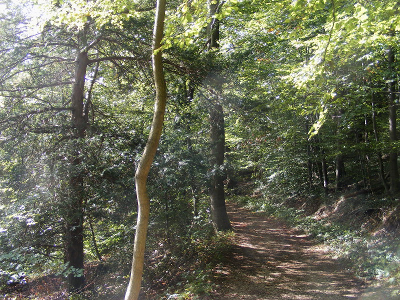 Eibenwald am Hainberg