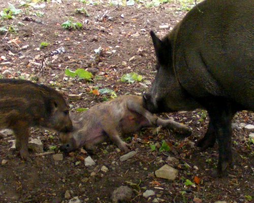 Ein Frischling wird gepflegt