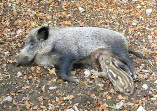 Bache mit Frischling