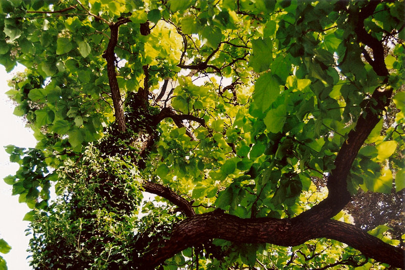 Catalpa im Botanischen Garten