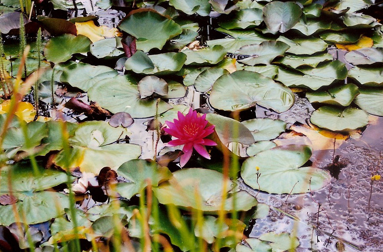 Alter Botanischer Garten, Seerosen-Teich