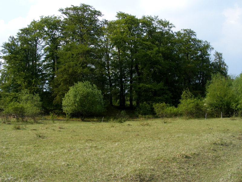 Kerstlinger�derfeld