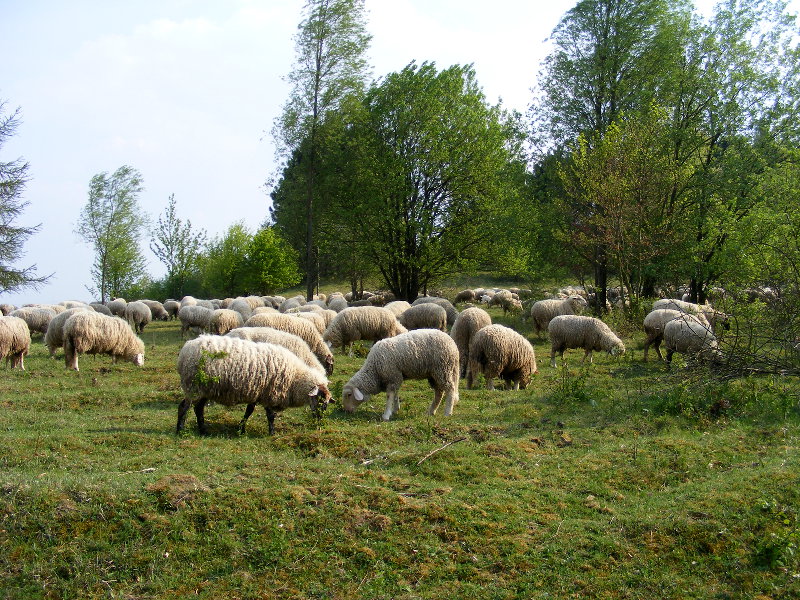 Kerstlinger�derfeld