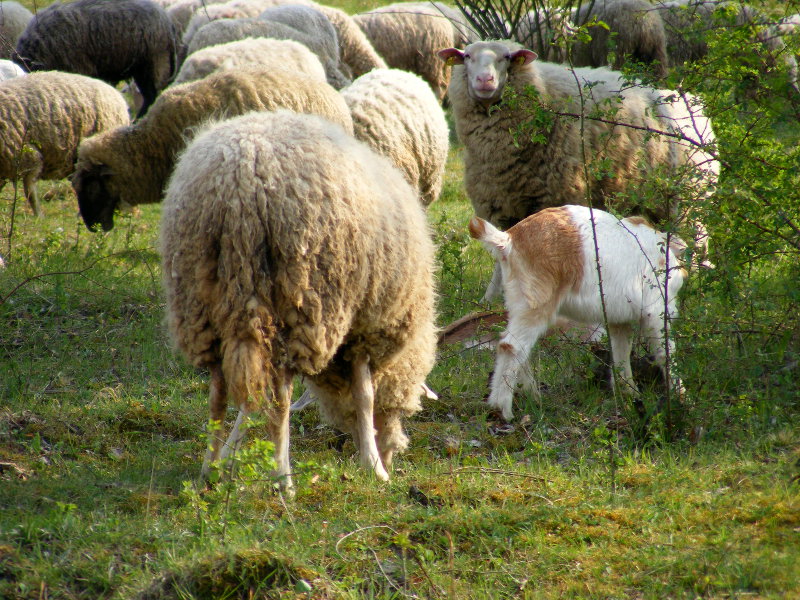 Kerstlinger�derfeld - Schafe