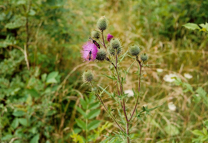 Kerstlinger�derfeld