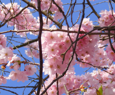 Kirschbl�te auf dem Campus