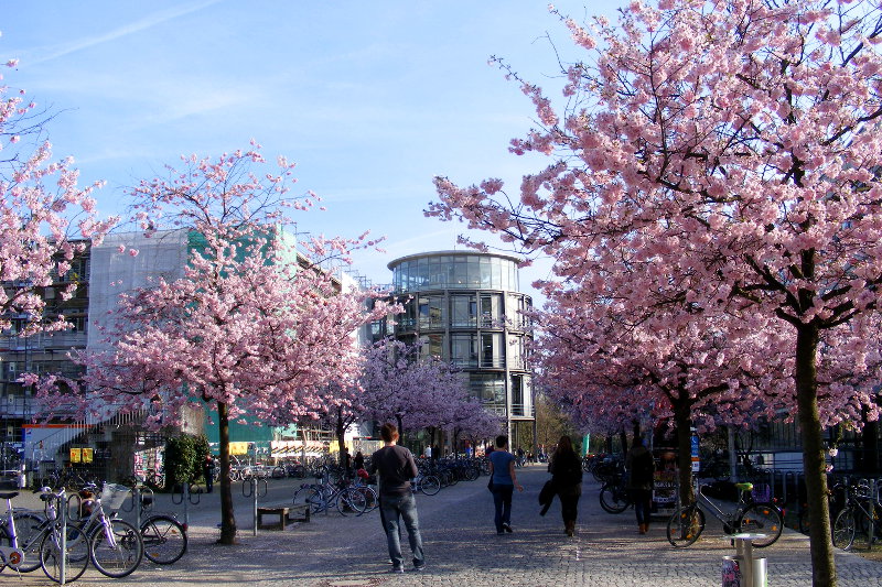 Campus Kirschbl�te