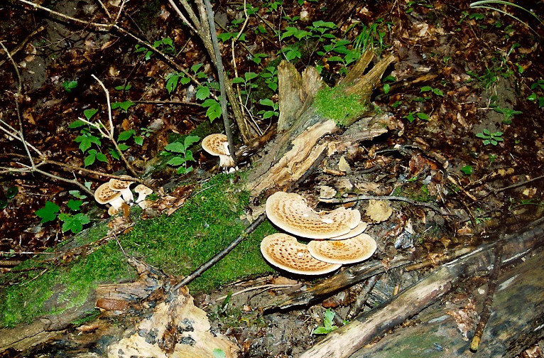 G�ttinger Wald Baumpilze