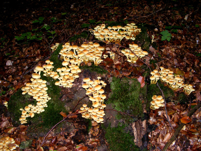 G�ttinger - Wald - Pilze