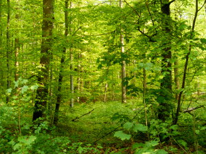 Bild - G�ttinger Wald