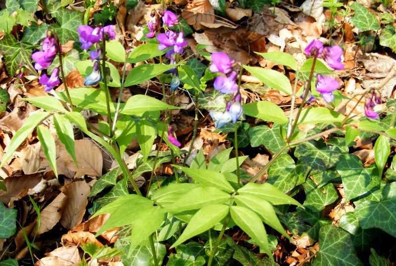 G�ttinger Wald - Wald-Platterbse