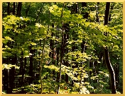 Fotos G�ttingen - Stadtwald