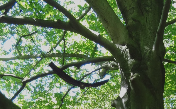 Eine H�ngematte in der Buche