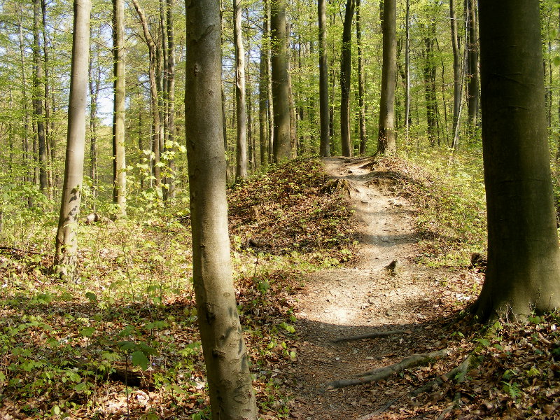 G�ttinger Wald - B�temeisterstieg