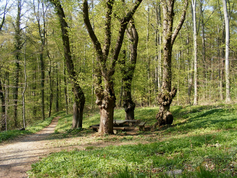 G�ttinger Wald - B�temeisterstieg