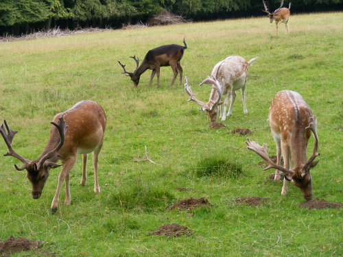 Hirsche und Rehe am Kehr