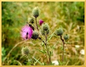 Fotos G�ttingen - Kerstlinger�derfeld