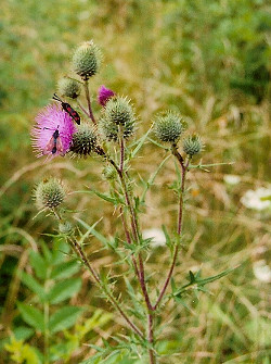 Bild - Wiese Kerstlinger�derfeld
