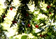 Eibenzweig mit Fr�chte