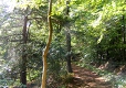 Eibenwald im G�ttinger Wald