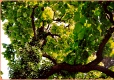 Catalpa - Trompetenraum