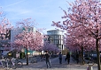 Uni-G&ouml;ttingen Campus Kirschbl&uuml;te