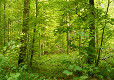 G�ttinger Wald