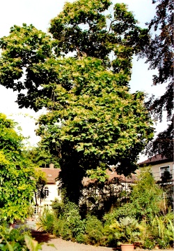 Botanischer Garten - Catalpa