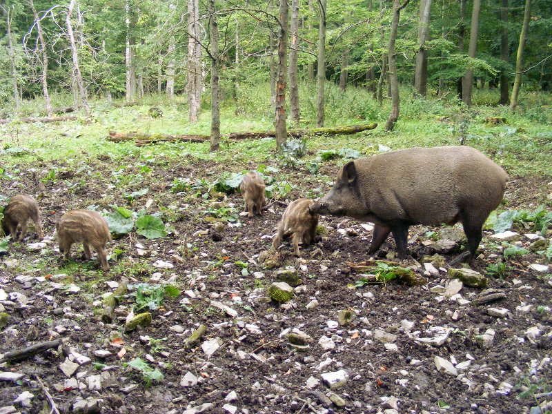 Wildschweine am Kehr