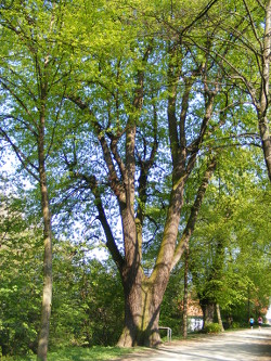 Bild - �lteste Sommerlinde auf dem Wall in G�ttingen