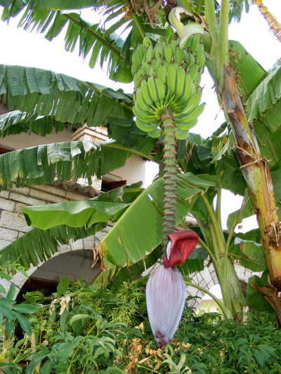 Bananenstaude mit Blüte