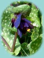 Blaue Wildblume