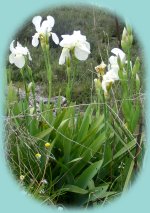 Weiße Iris Weoße Iris