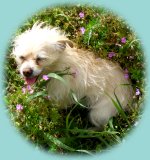 Hunde-Dame Kim
