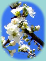 Kirschblüte Kirschblüte