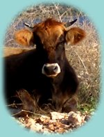 Kuh in den Hängen der Küste