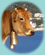 Kuh in den Hängen der Küste