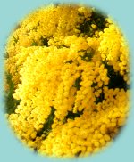 Mimosen-Rispen Mimosen-Rispen