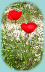 Mohnblumen Mohnblumen