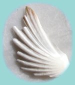 Muschel in Fl&uuml;gelform